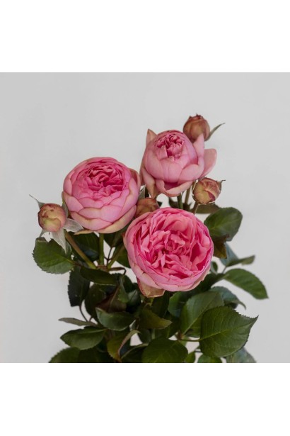 English rose Happy Piano